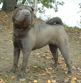 Pandoras Kozmic Blues in Motion